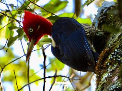 Pica Pau Rei Ã© registrado em expediÃ§Ã£o de Birdwatching no VPA